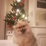 Le Memagne 夫洛朗维耶