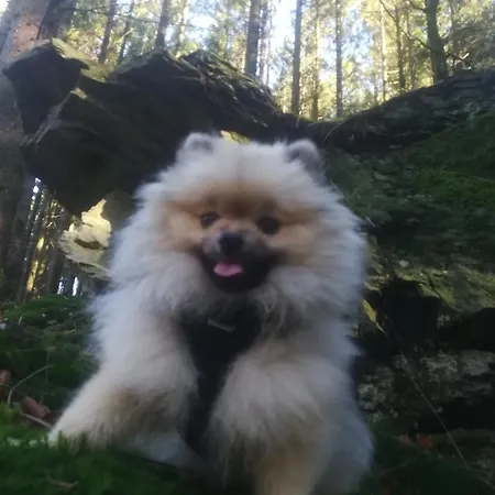 Vakantiehuis Le Memagne *